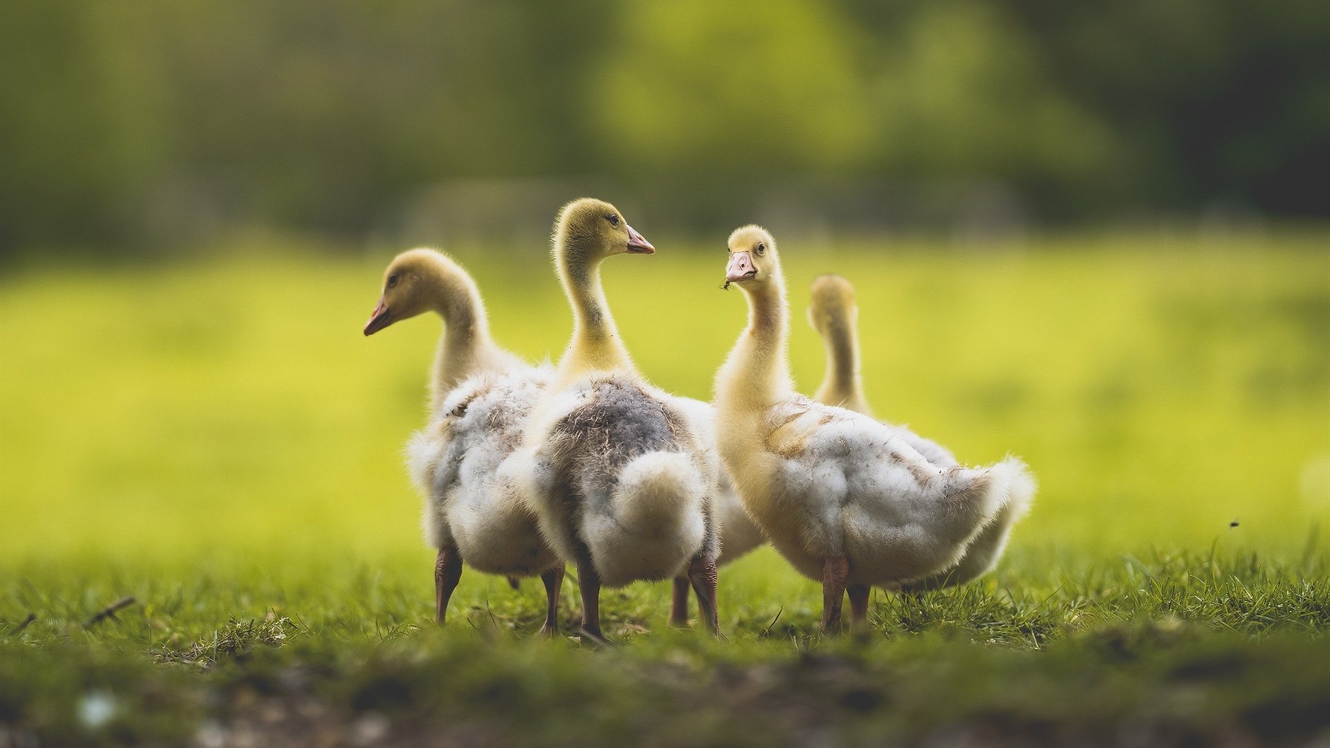 QQ飞车“极速争锋”年度总决赛迎来高潮,qq飞车如何挑战极速之巅