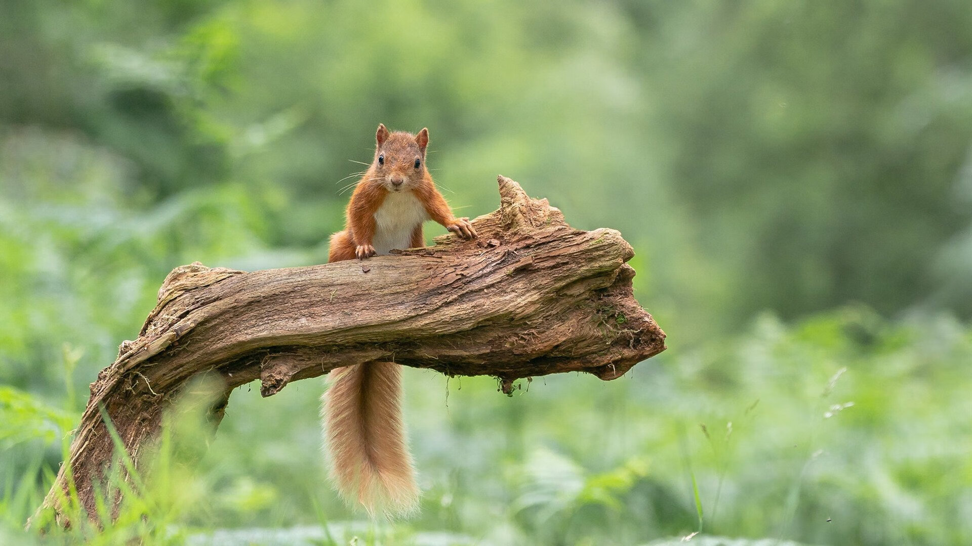 AYX体育官网-复仇之战：宿敌间的热血对抗，复仇之战在线播放