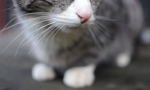 爱游戏-德文·布克登顶联盟得分王，太阳力压西部群雄，德文·布克集锦