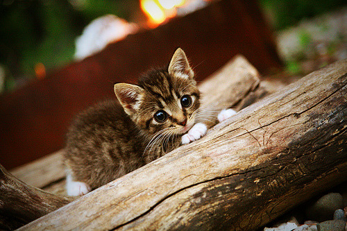 AIYOUXI.COM-梅西在法甲首秀即破门，助巴黎再下一城，梅西在法甲踢了几场