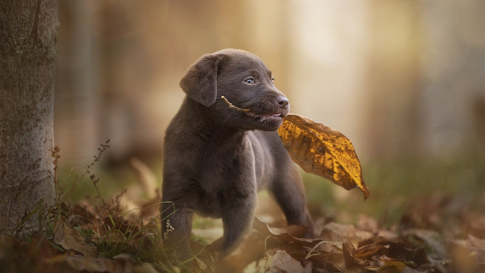 电竞绿色环保理念深入行业内部,推进行业可持续发展,电竞生态市场是什么意思