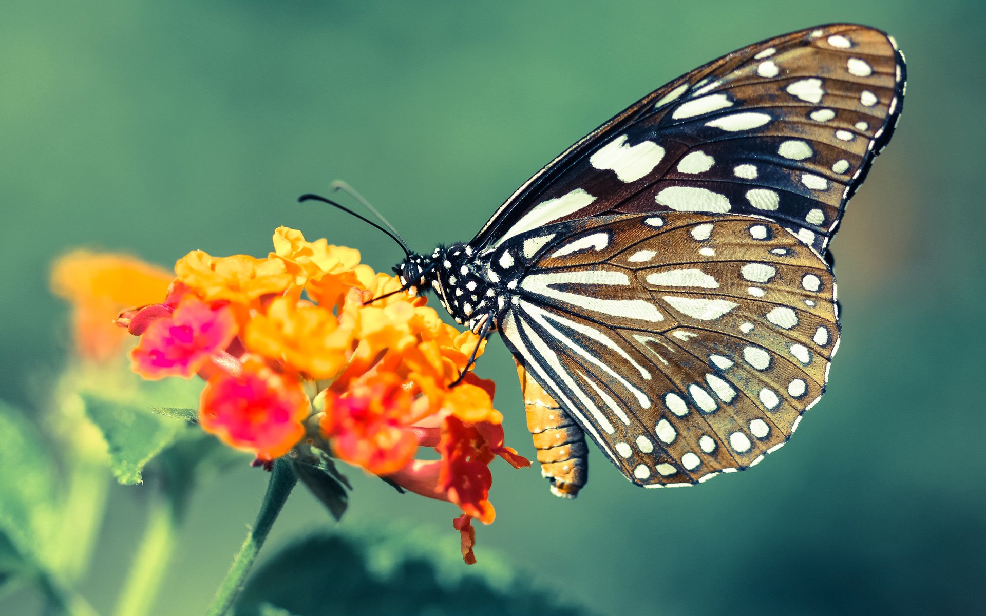 长距离游泳赛:海洋中的耐力之旅,超长距离游泳