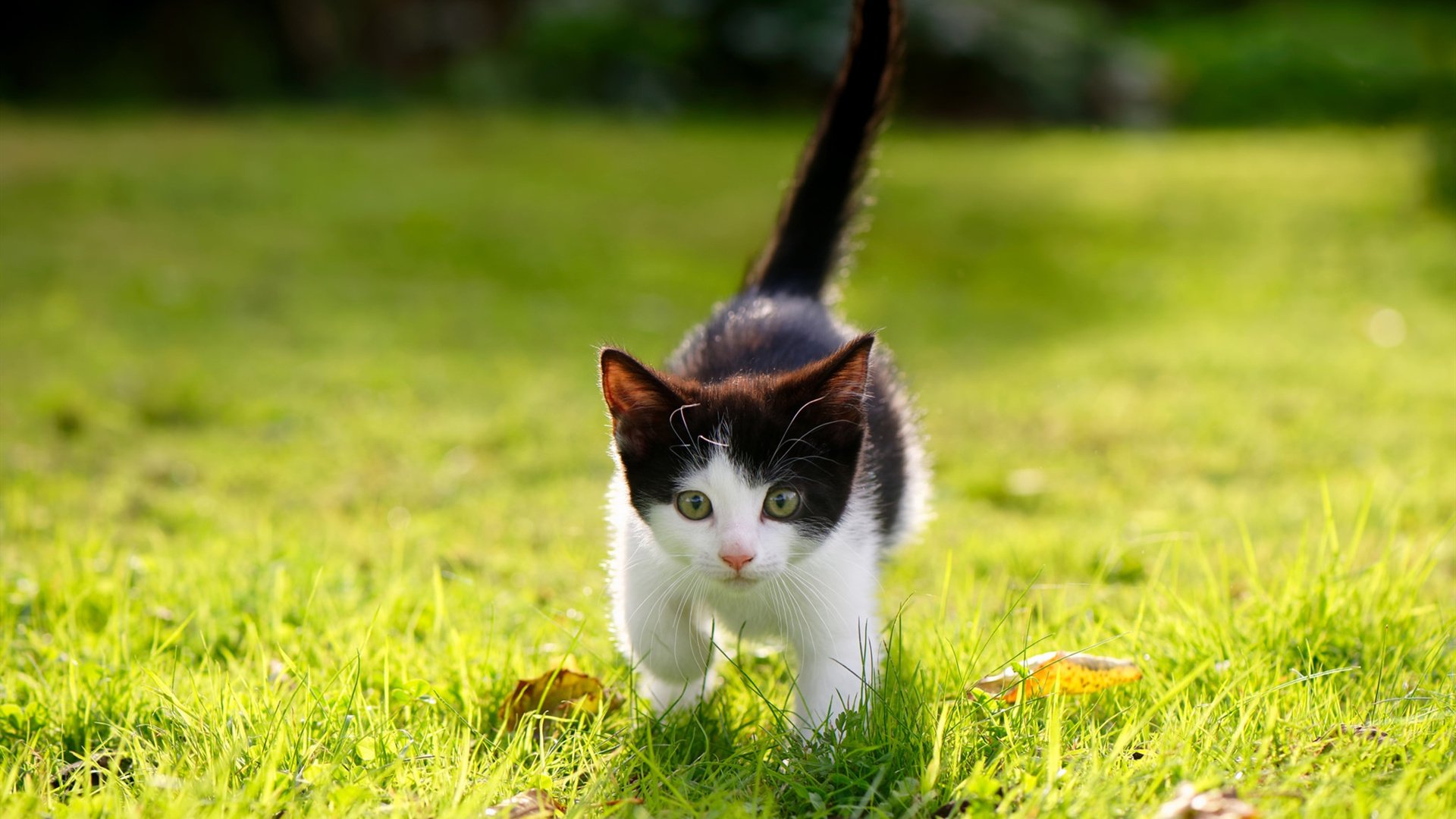 哈萨克斯坦战爱尔兰,欧洲国家联赛实力较量,哈萨克斯坦踢欧战