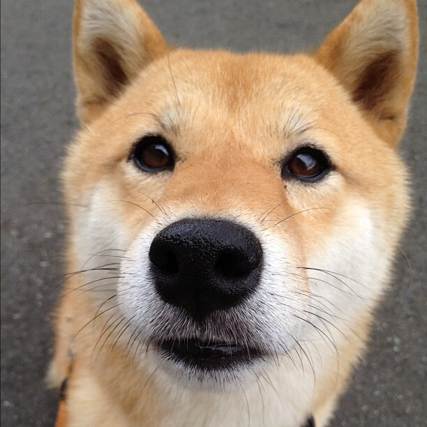 俄罗斯、白俄罗斯运动员将参加杭州亚运会?官方回应,白俄罗斯运动员拒绝离开日本回国