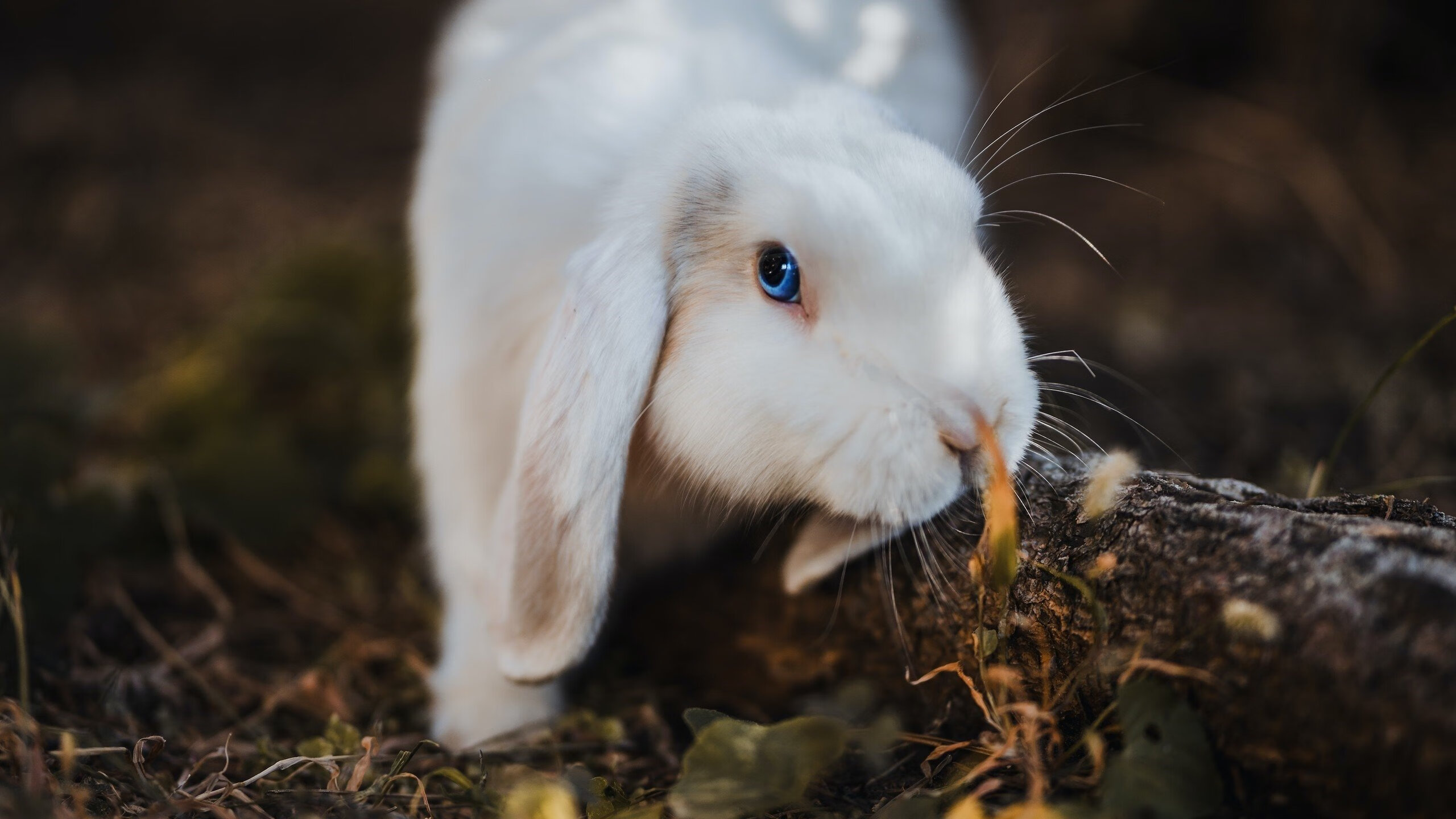爱游戏平台-梅西率领巴萨逆风翻盘，轻松晋级，梅西成为巴萨队史出场第一