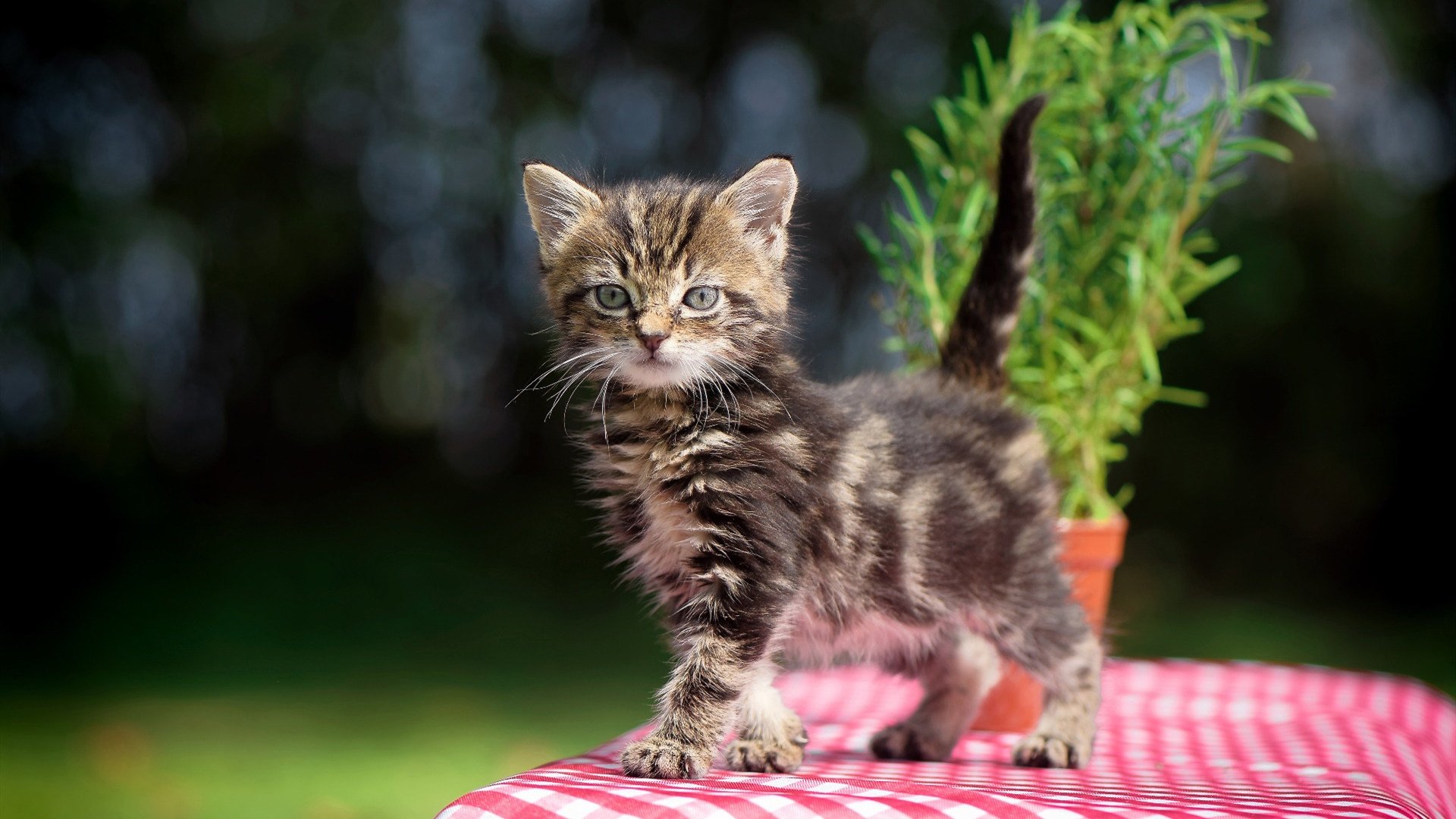 澳大利亚NBL联赛新赛季火热开启，澳大利亚nbl联赛最新排名