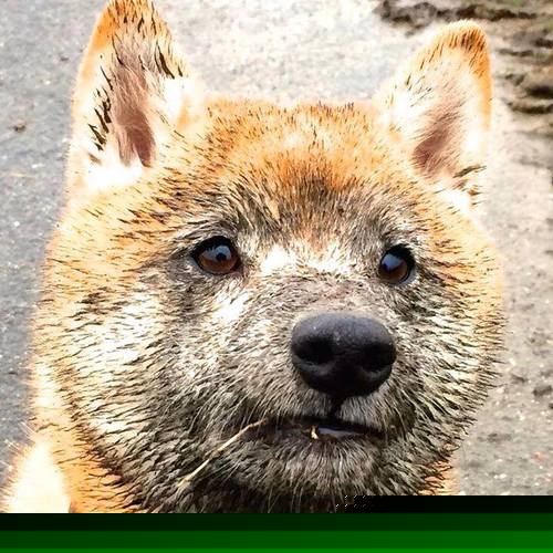 莱加内斯主场平马洛卡，稳固中游地位，莱加内斯对卢戈