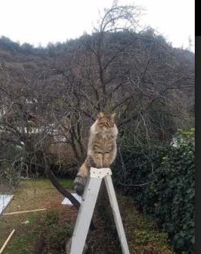 爱游戏体育官方网站-阿贾克斯胜拜仁，晋级欧冠半决赛，欧冠阿贾克斯今天比赛结果