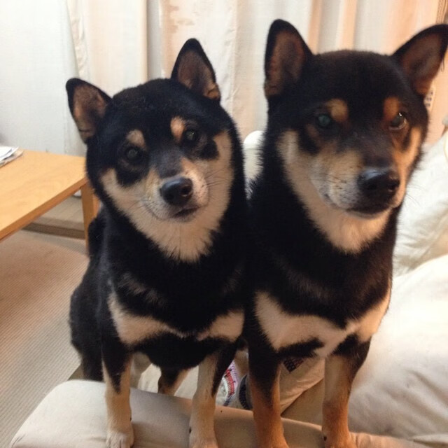 AIYOUXI.COM-阿贾克斯逆袭成功，取得晋级资格，阿贾克斯是谁