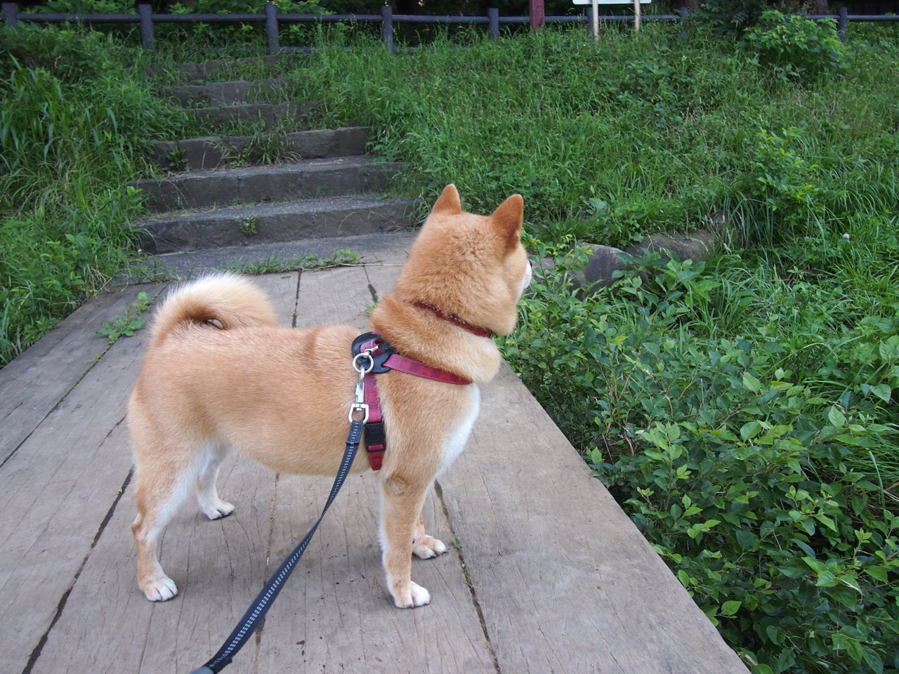 爱游戏app-黄蜂球队进攻端表现更加稳定，黄蜂球队进攻端表现更加稳定的原因