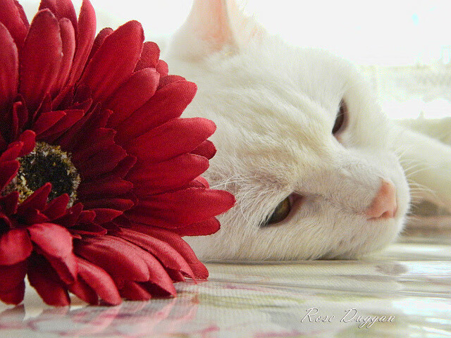 数字经济赋能电竞行业,NFT等新兴市场持续火热,数字电竞与智能经济