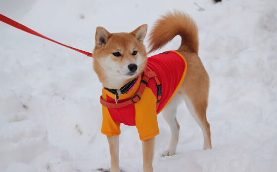 爱游戏体育官方网站-法甲高水平对决，专家讲解战术变革对比赛节奏和技巧的影响，法甲挑战赛