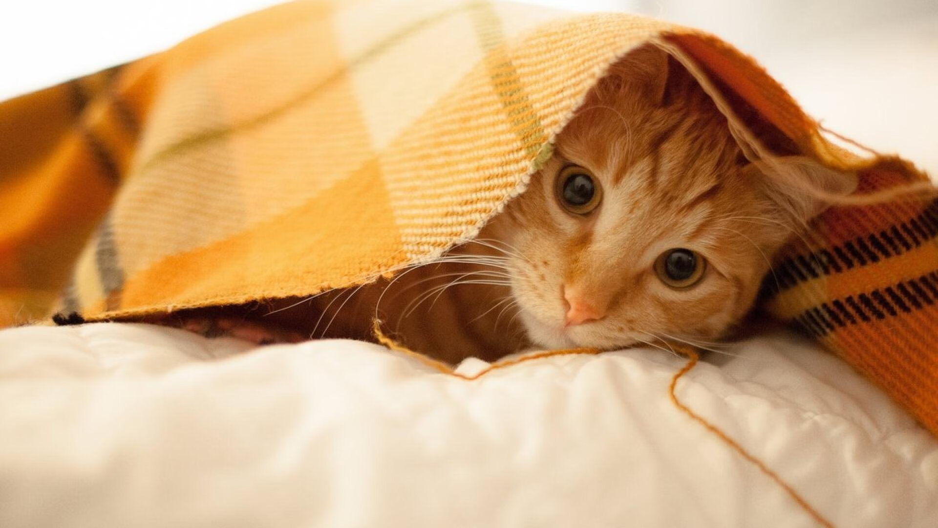 球场上的“守护神”：那些年守门员的精彩瞬间，守球门的人叫什么