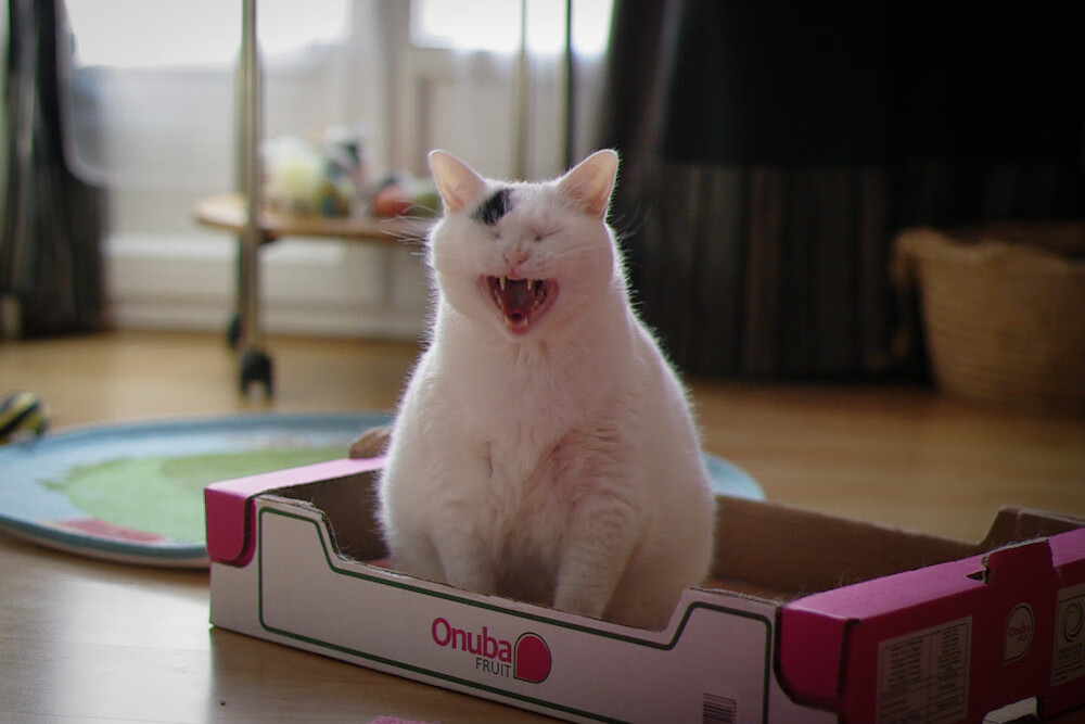 中国篮球教练员战术分析与训练方法革新,中国篮球教练组