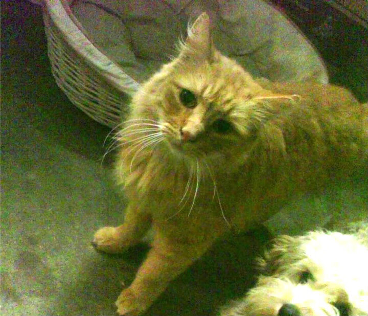 爱游戏官方-德甲球队动态负荷管理系统对赛季疲劳曲线预测的实证评估，全年动态负荷