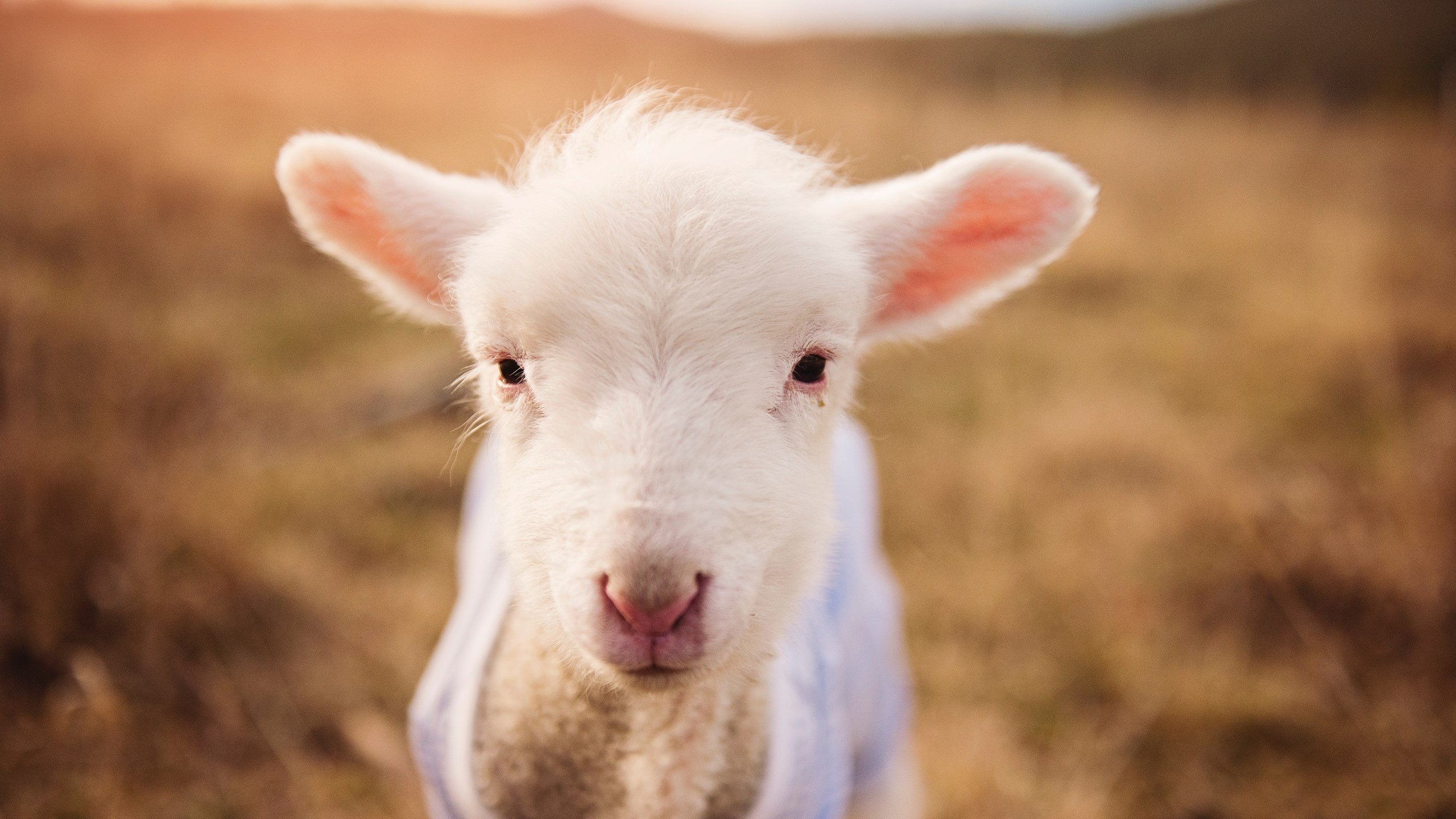 爱游戏体育APP下载-赛季最佳快攻：速度与激情的完美诠释