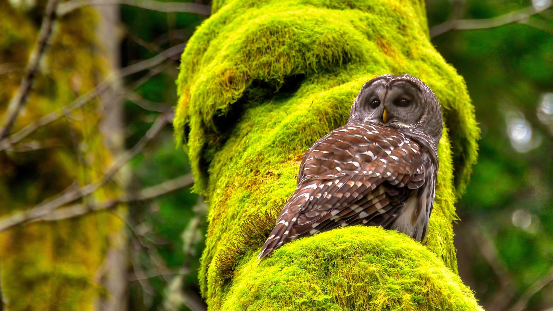 青少年运动技能发展与家庭支持系统互动研究，青少年运动能力评估标准