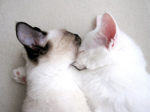 车手成长记:从新手到冠军的梦想之路,车手秘籍