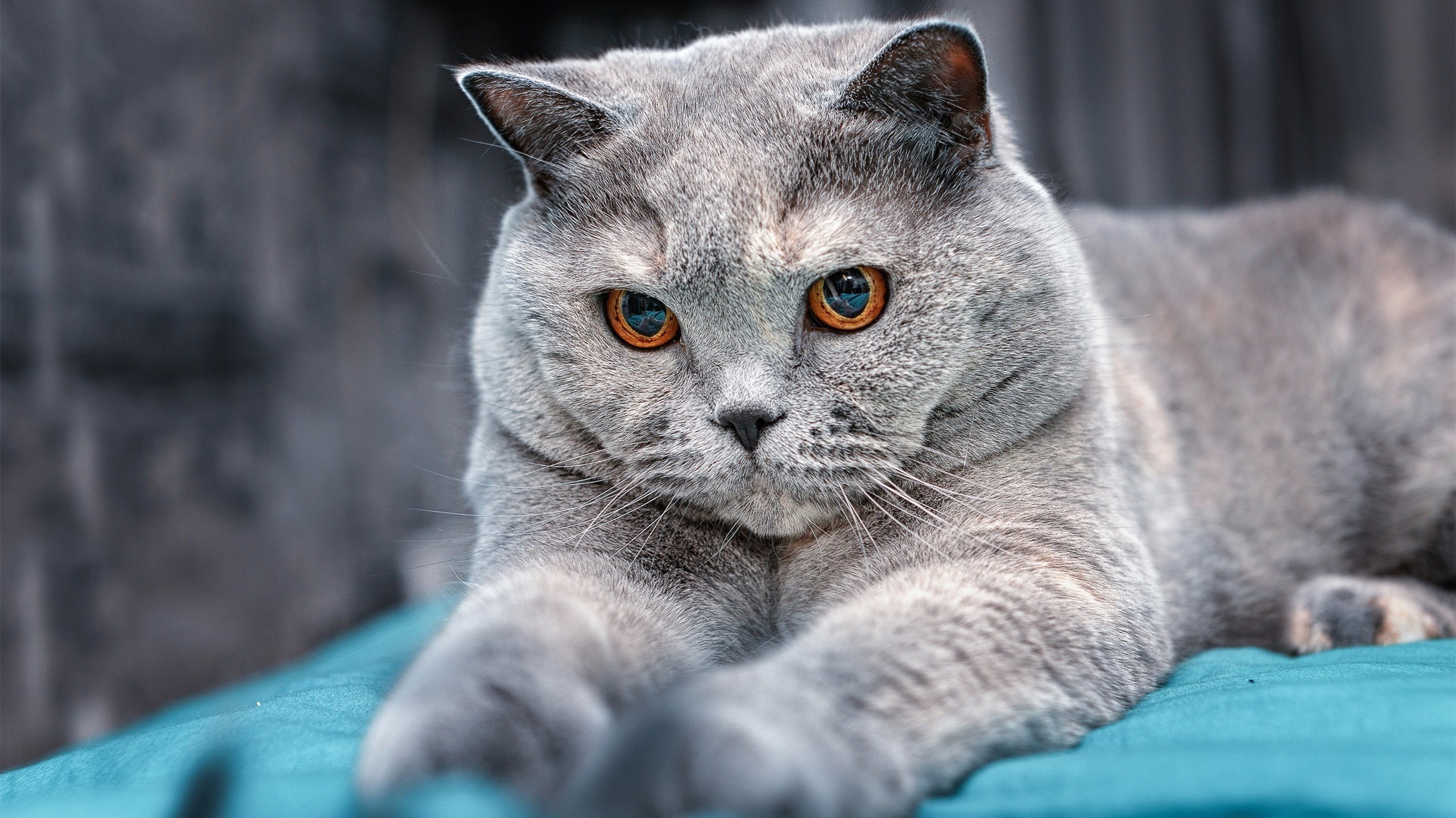 “东桃花岛：缆绳滑水让水上运动焕发新光彩”