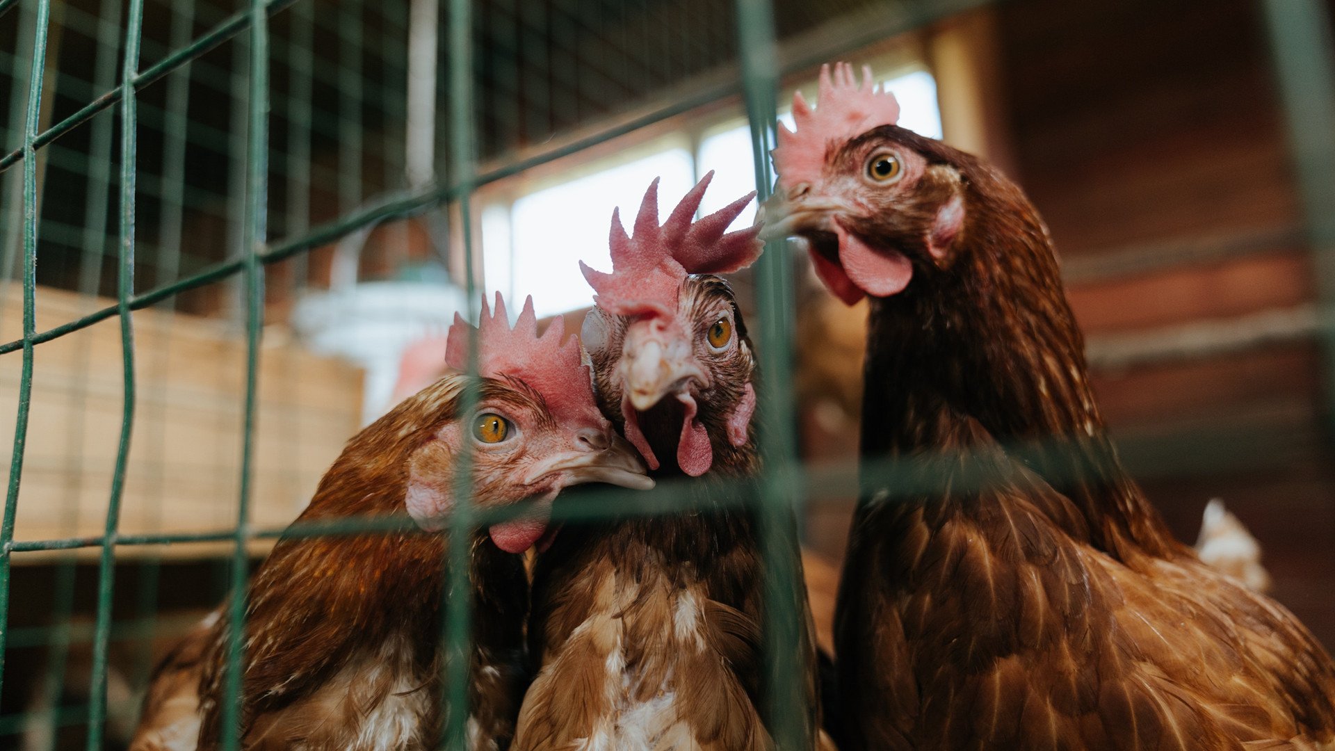 中国三人篮球男队强化小组配合训练，中国男子三人篮球队队员