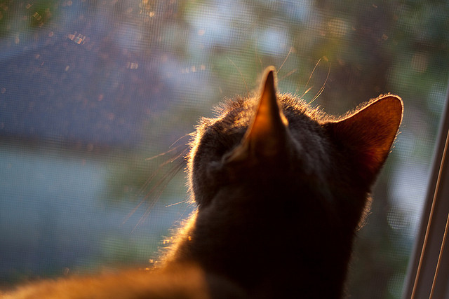 决赛后双方球员握手致敬体现体育精神,篮球比赛双方握手