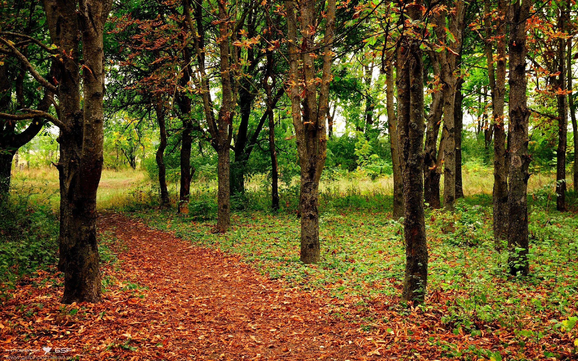 爱游戏综合娱乐-澳男队蝉联自由泳接力奖牌，奥运会男子自由泳接力