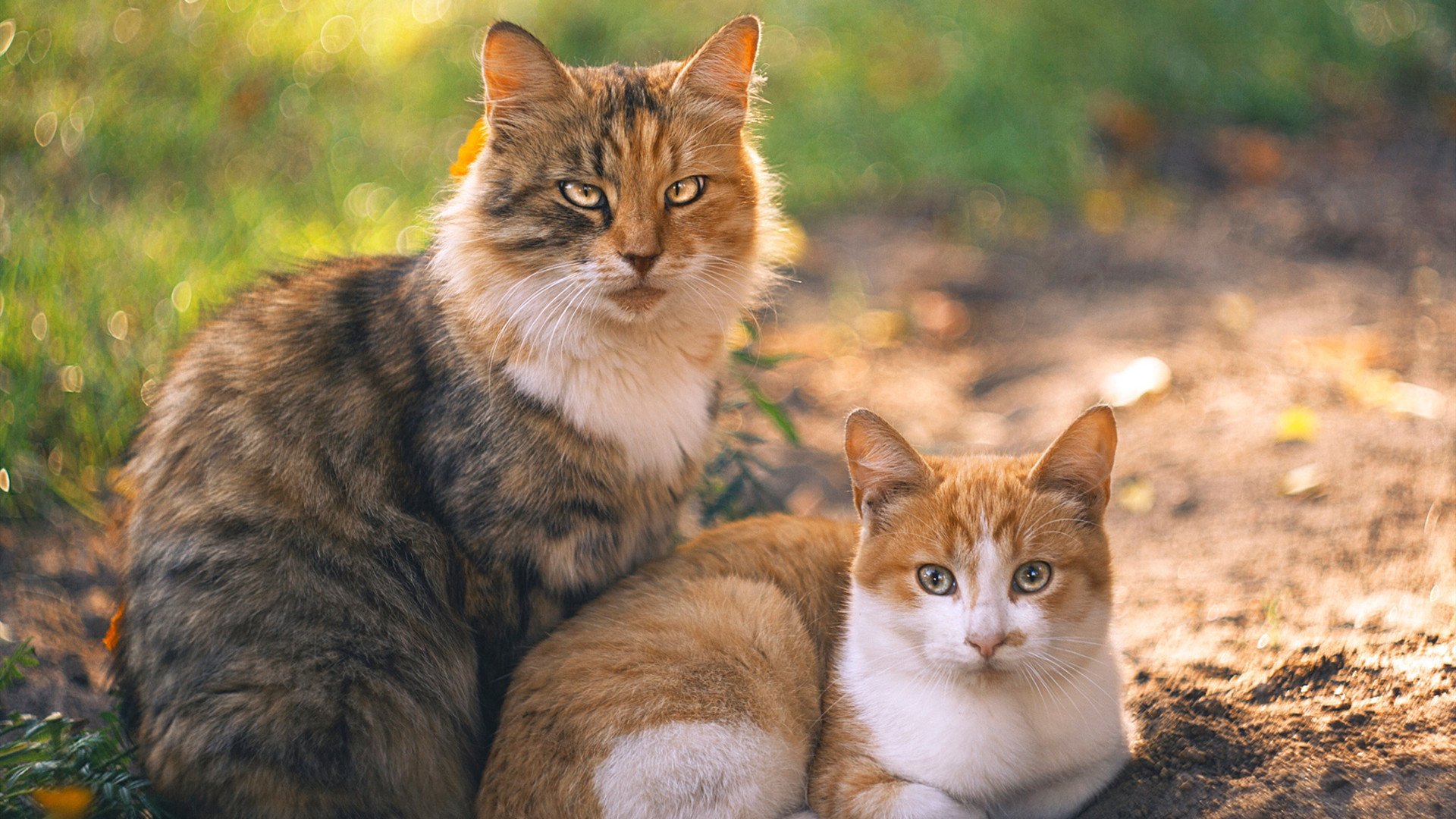 太阳核心三人组是否能共存,太阳核心层