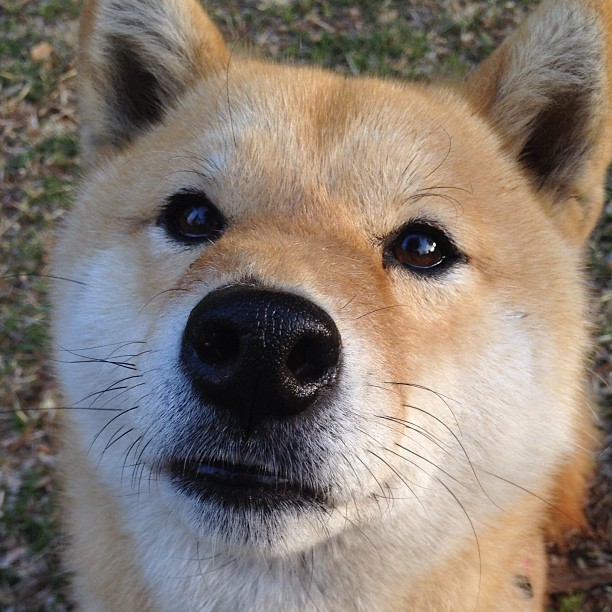 爱游戏app下载-守门员是否越来越像最后一名中卫，守门员是后卫吗