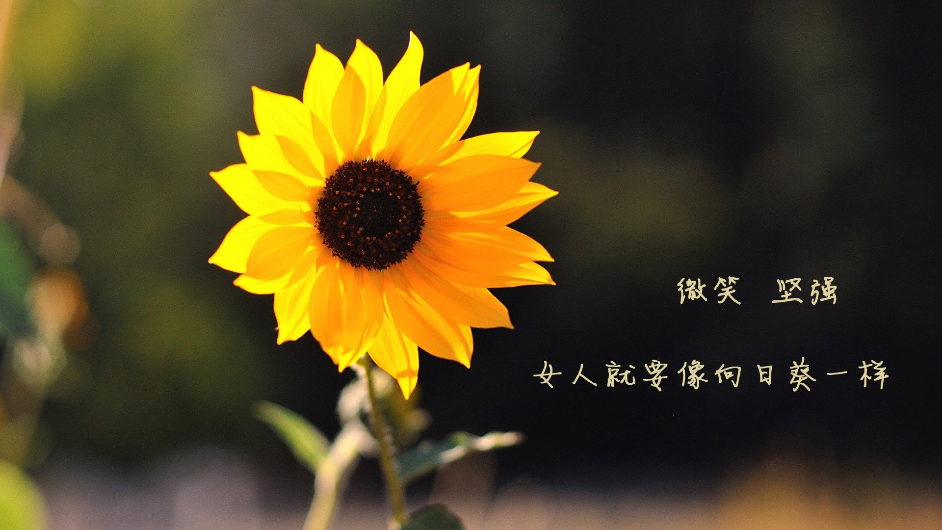 快船球队战术调整效果明显,快船球队球员名单