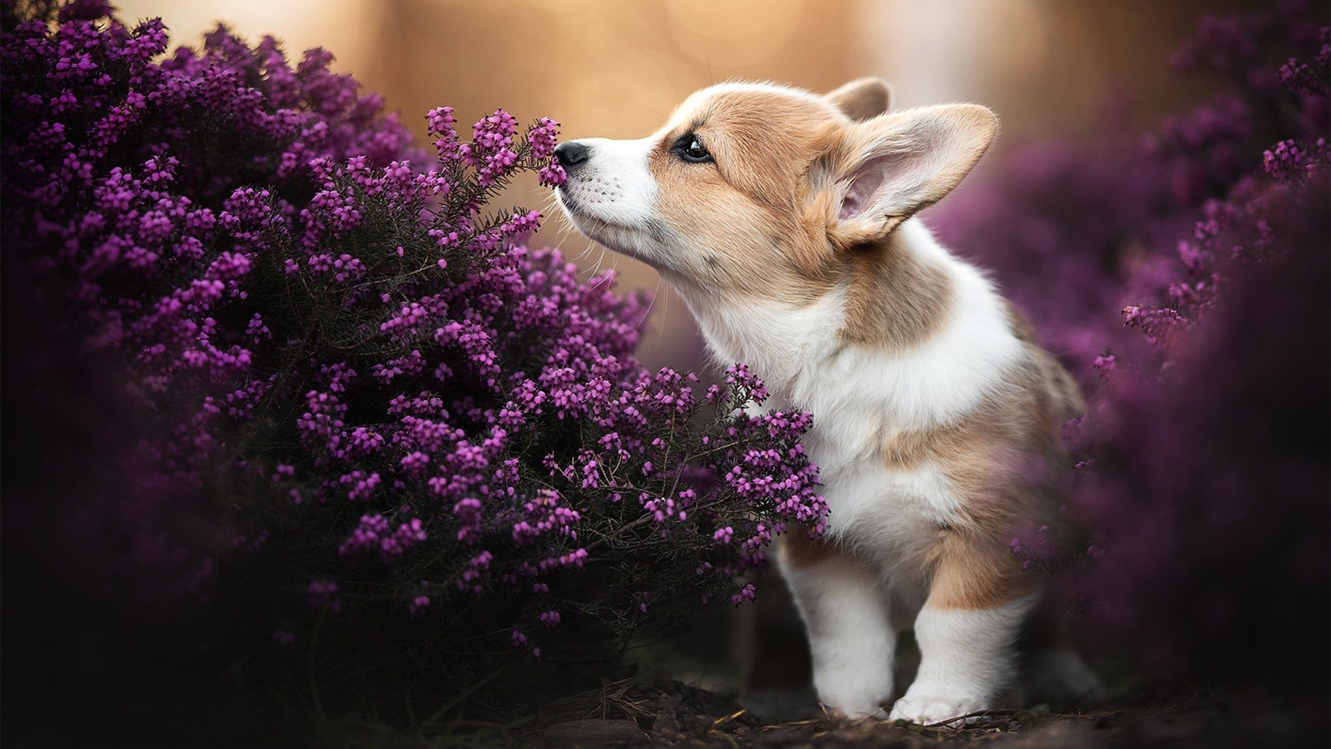 爱游戏体育app-德甲比赛中裁判判罚的风险控制，足球裁判影响比赛