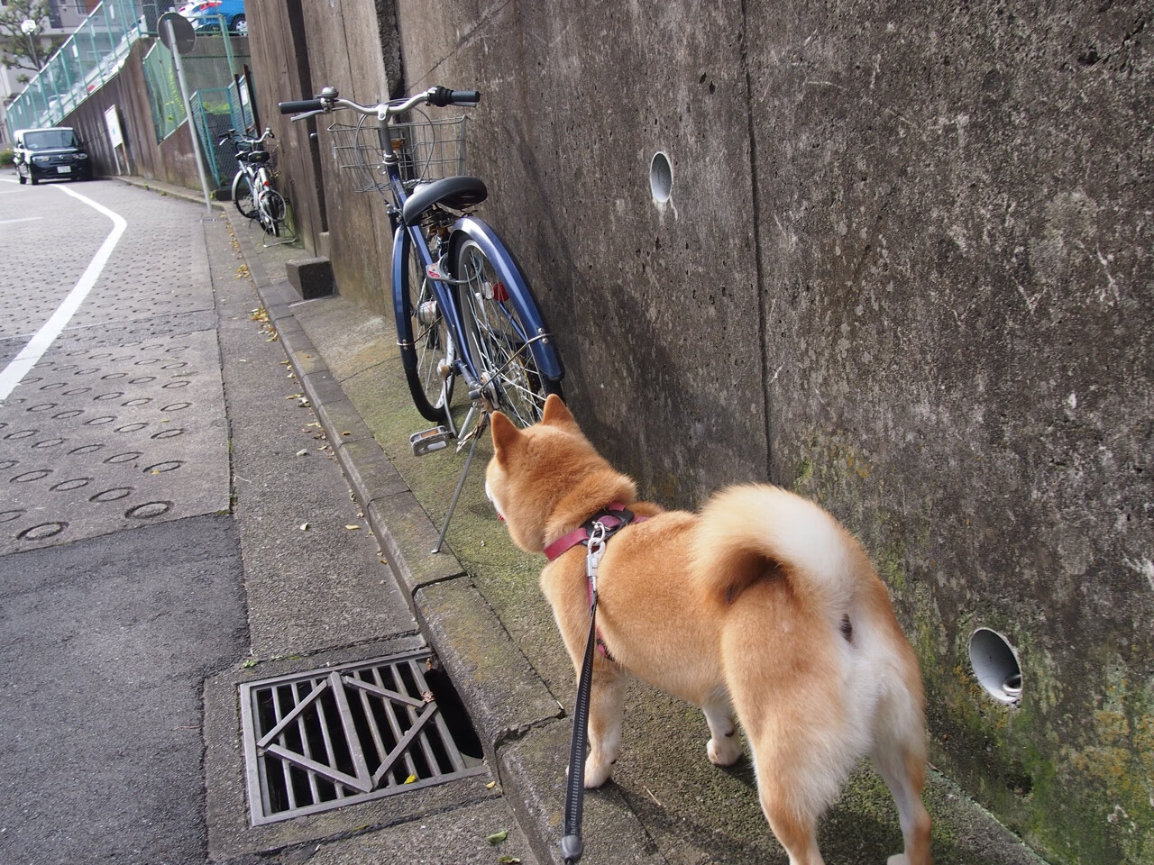 AYX官网-意甲VAR系统语义模型在争议判罚中的应用研究，意甲var系统语义模型在争议判罚中的应用研究现状