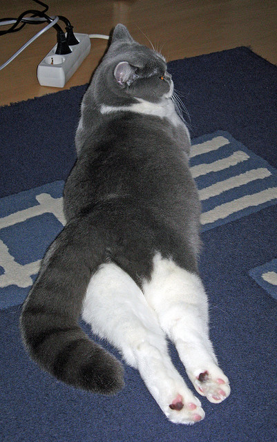 斯洛伐克女篮在欧洲预赛中表现优异,期待奥运席位,斯洛伐克 欧预赛