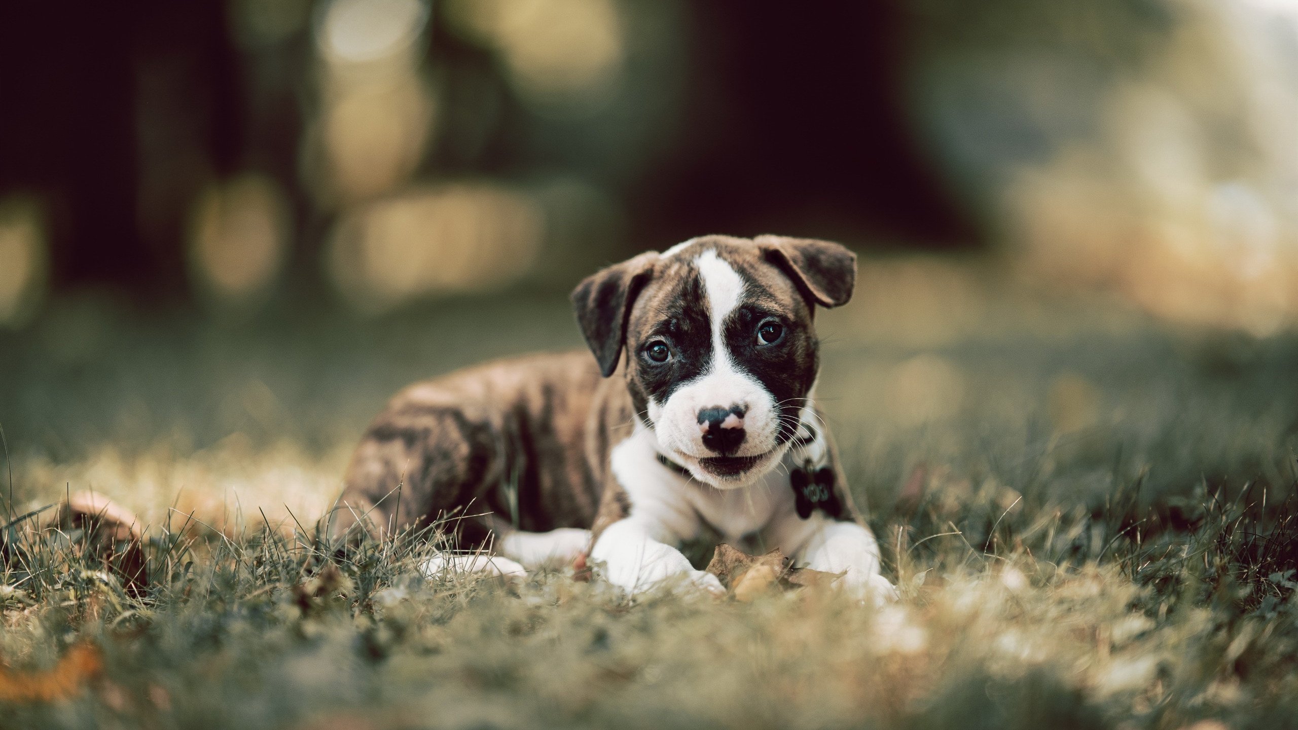 篮球运动员专项体能训练科学管理,篮球专项体能的五个方面