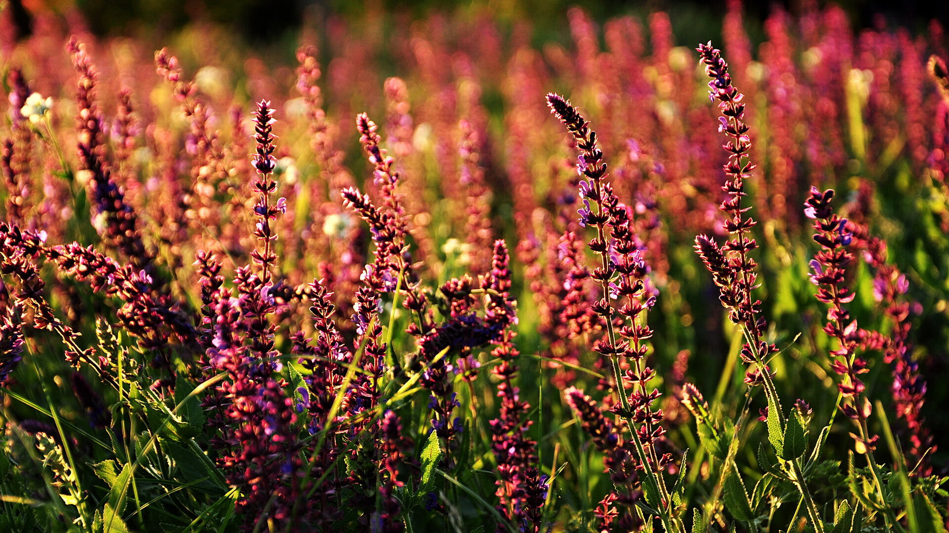 篮球运动员专项技能动作的运动控制机制分析,篮球动作技能理论知识