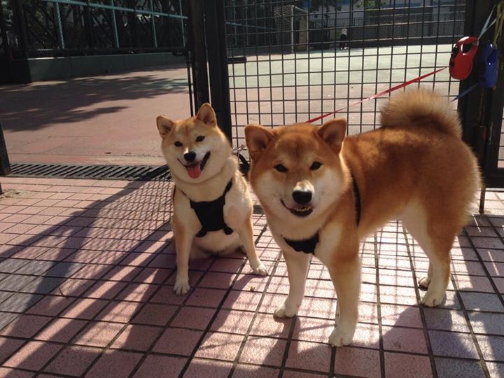 西甲补赛分析:逆转剧情逐渐展开,西甲比赛锦集