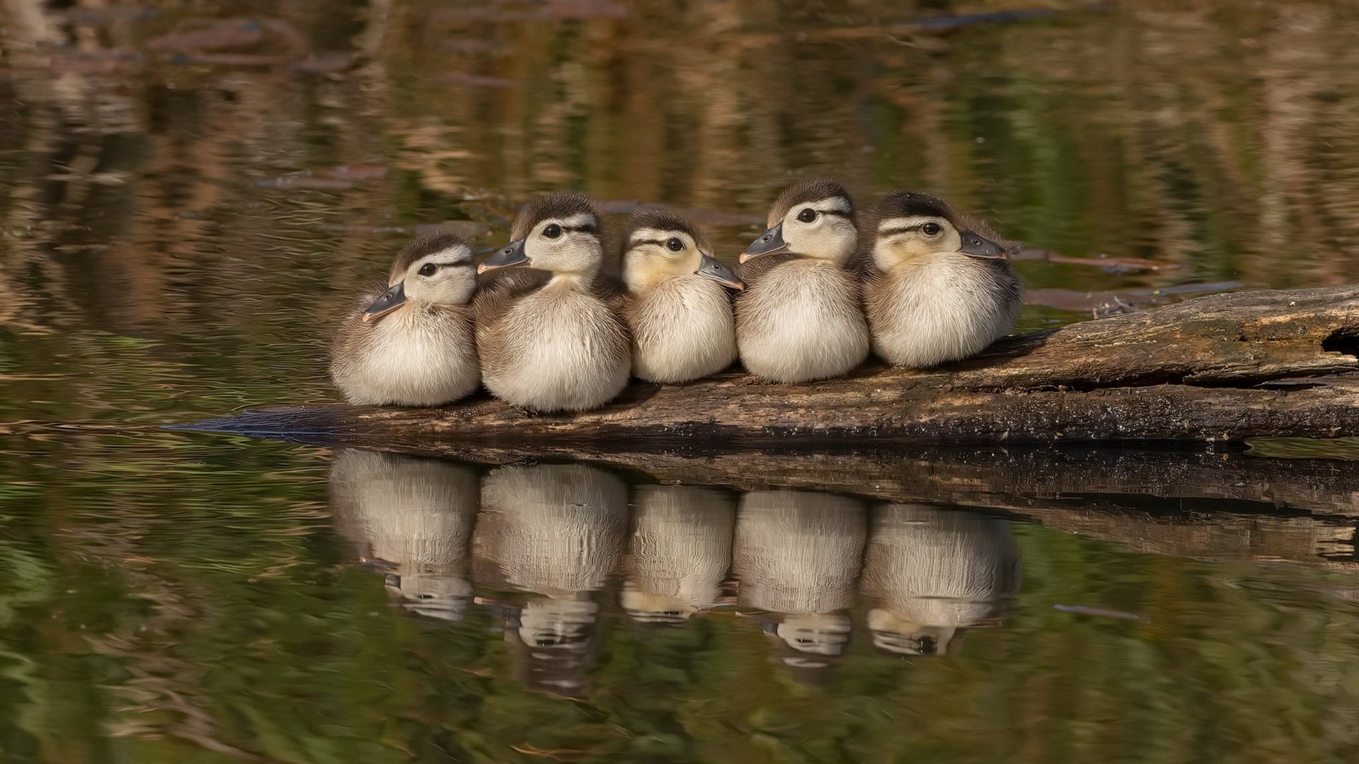 世界围棋赛老将新锐交锋看点十足，2020世界围棋第一人