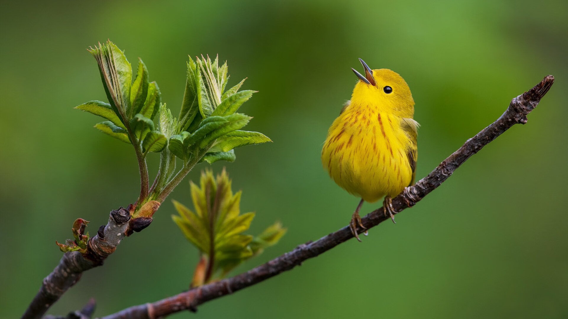内线统治力谁能称霸篮下，内线作战是什么意思
