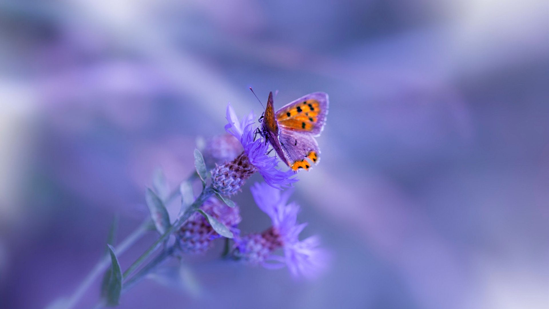 印度赛制创新：如何从内部推动全球赛事竞争，印度大奖赛